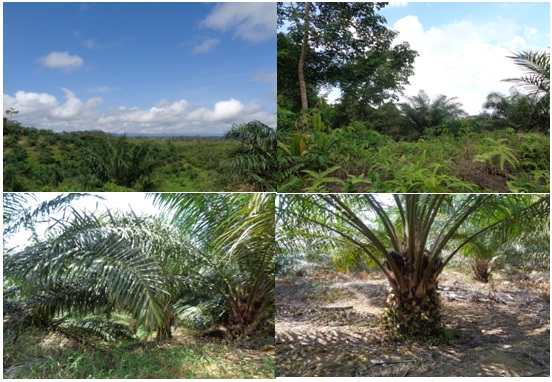 Studi Kelayakan Pengembangan Kebun Kelapa Sawit PT Adau Agro Kalbar