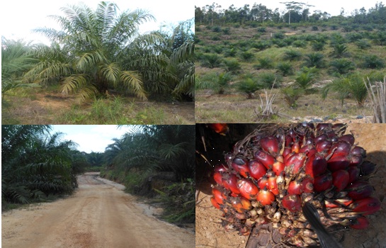 Studi Kelayakan Pengembangan Kebun Kelapa Sawit PT Gading Sawit Kencana