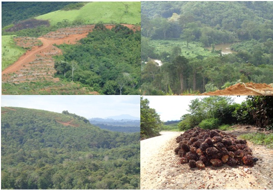 Studi Kelayakan Pengembangan Kebun Kelapa Sawit PT Mustika Agung Sentosa